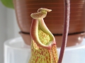 P3183503