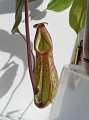 P3183504