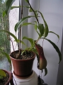 P7100994
