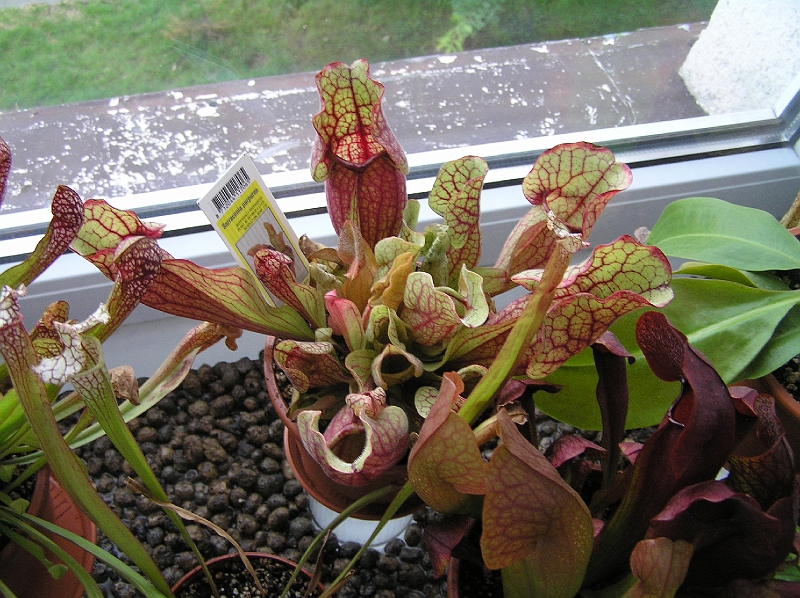 P7100983.JPG