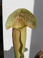 P3183315