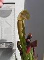 P3183354