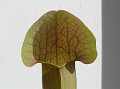 P3183515