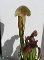 P3183523