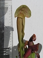 P3183528