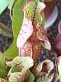 P7070767