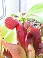 P7070796