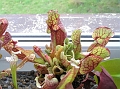 P7070797
